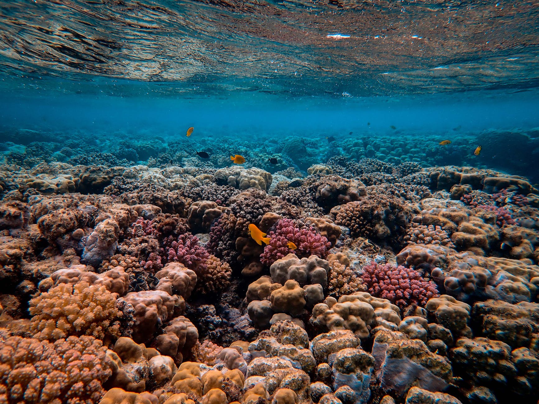 A group of colorful corals in the bottom of the sea. 