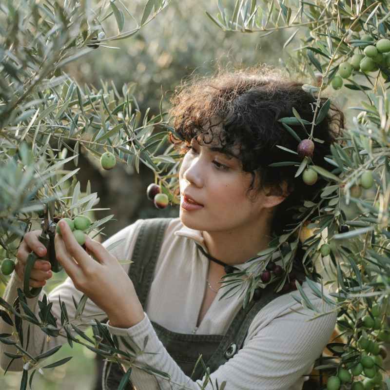 Italy’s Best Autumn Food Experiences: Olive Harvests, Truffle Hunts & Mountain&nbsp;Escapes